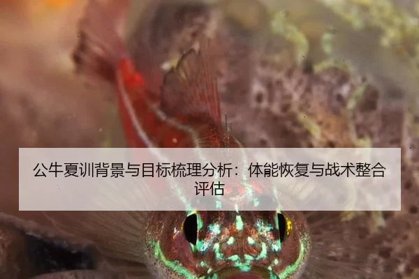 公牛夏训背景与目标梳理分析：体能恢复与战术整合评估